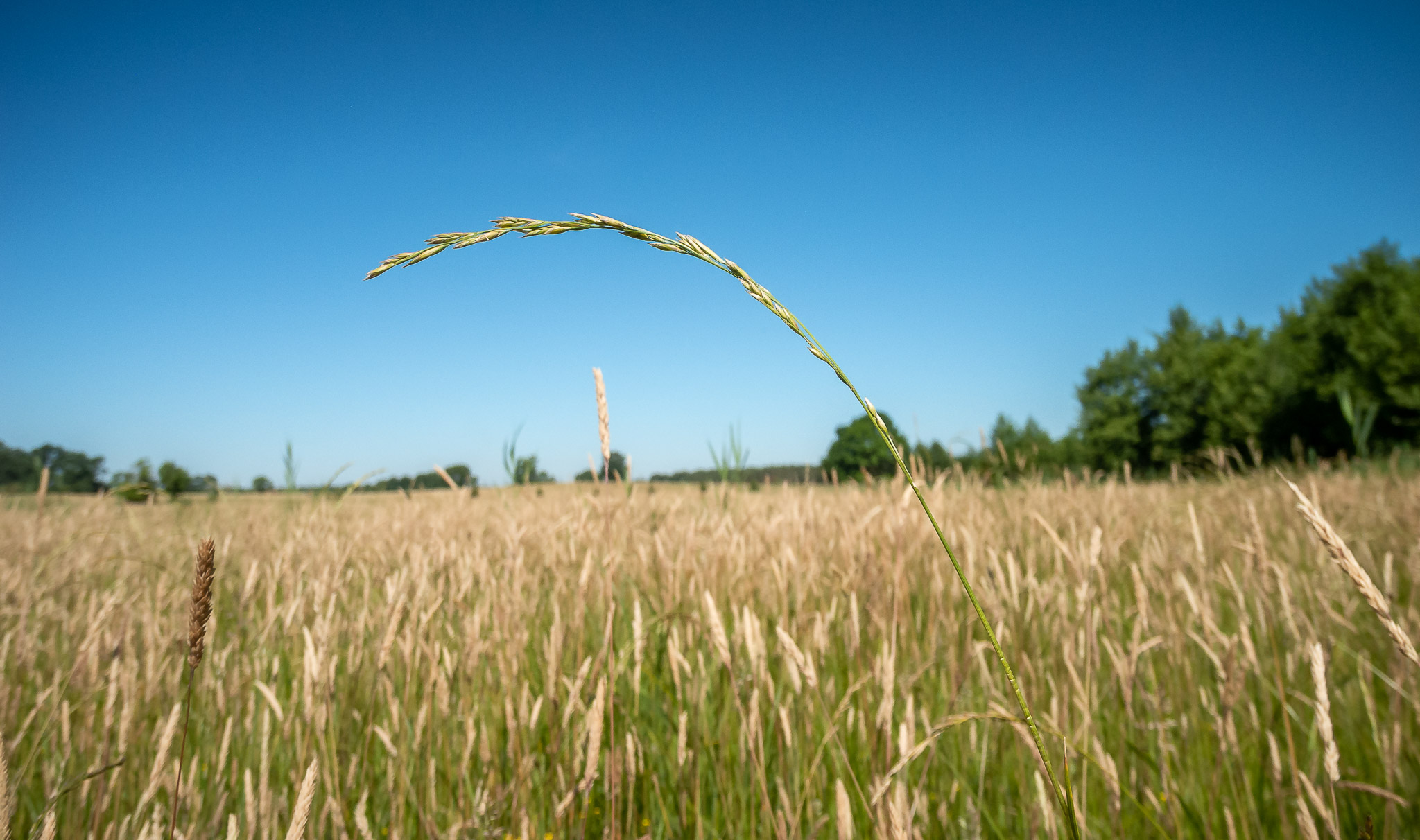 NATURA 2000 Wiesen am Schollener See