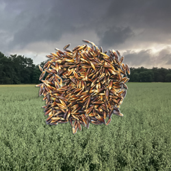 Premium Schwarzhafer