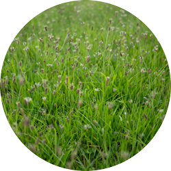NATURA-Kräuterheu